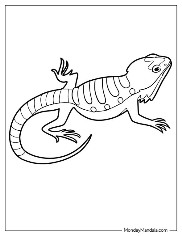 Simple Bearded Dragon Coloring Page For Kids coloring page