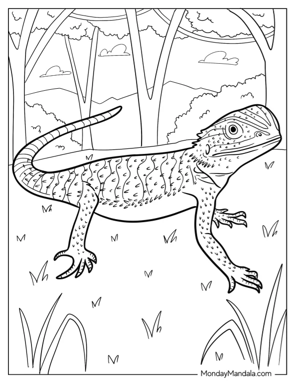 Small Bearded Dragon Coloring Page With Head Up coloring page