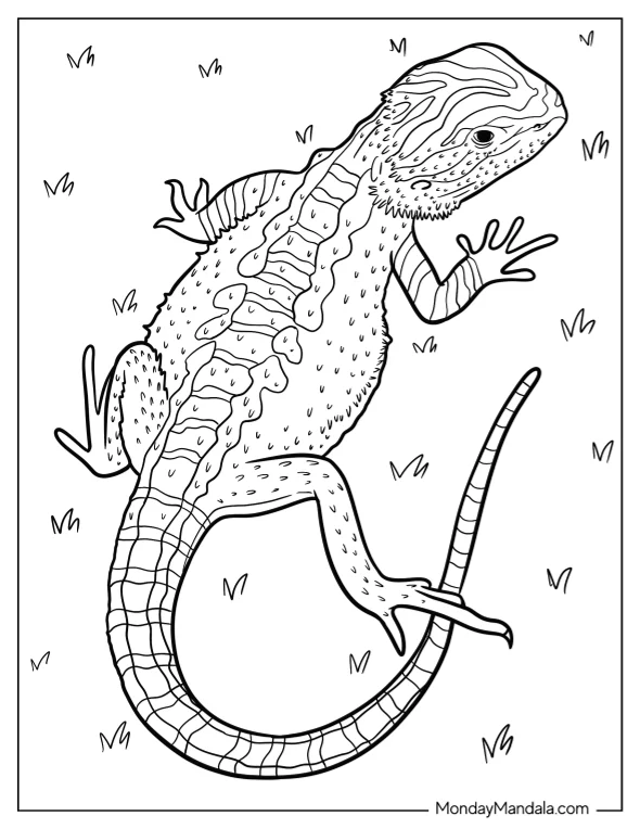 Top View Of Bearded Dragon Coloring Page On Grass coloring page