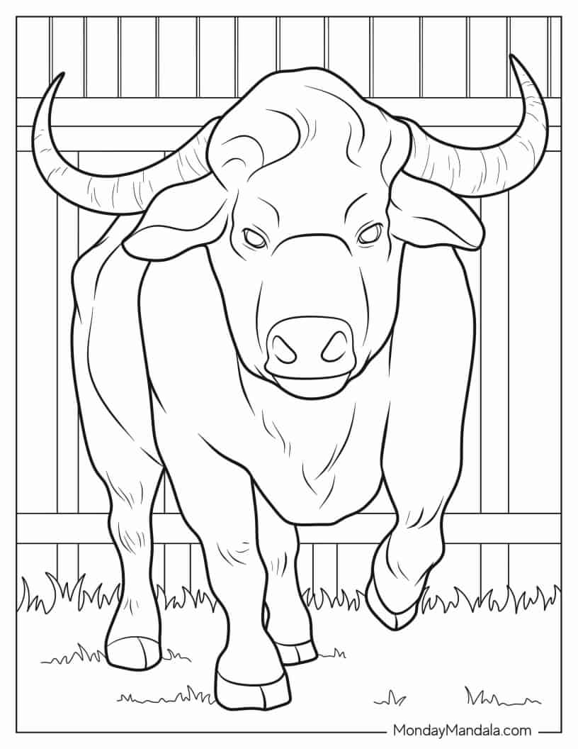 Front View Of Big Bull coloring page
