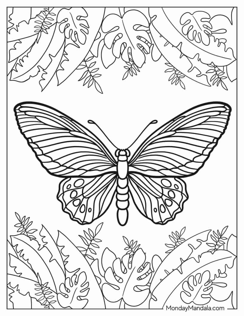 Cape York Birding Butterfly coloring page — printable line art