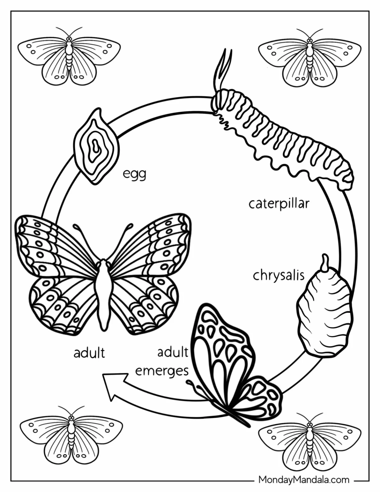 Comprehensive Butterfly Coloring Page Life Cycle coloring page — printable line art