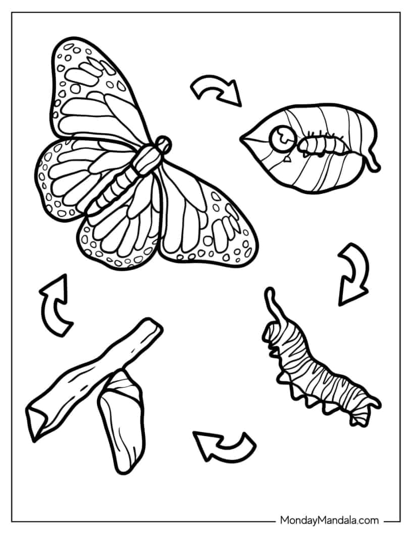 Evolution Of Caterpillar From Cocoon To Butterfly coloring page — printable line art