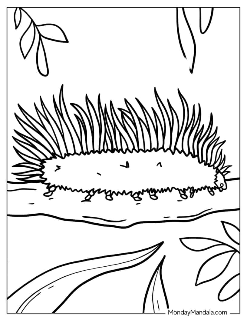 Hairy Looking Caterpillar coloring page — printable line art