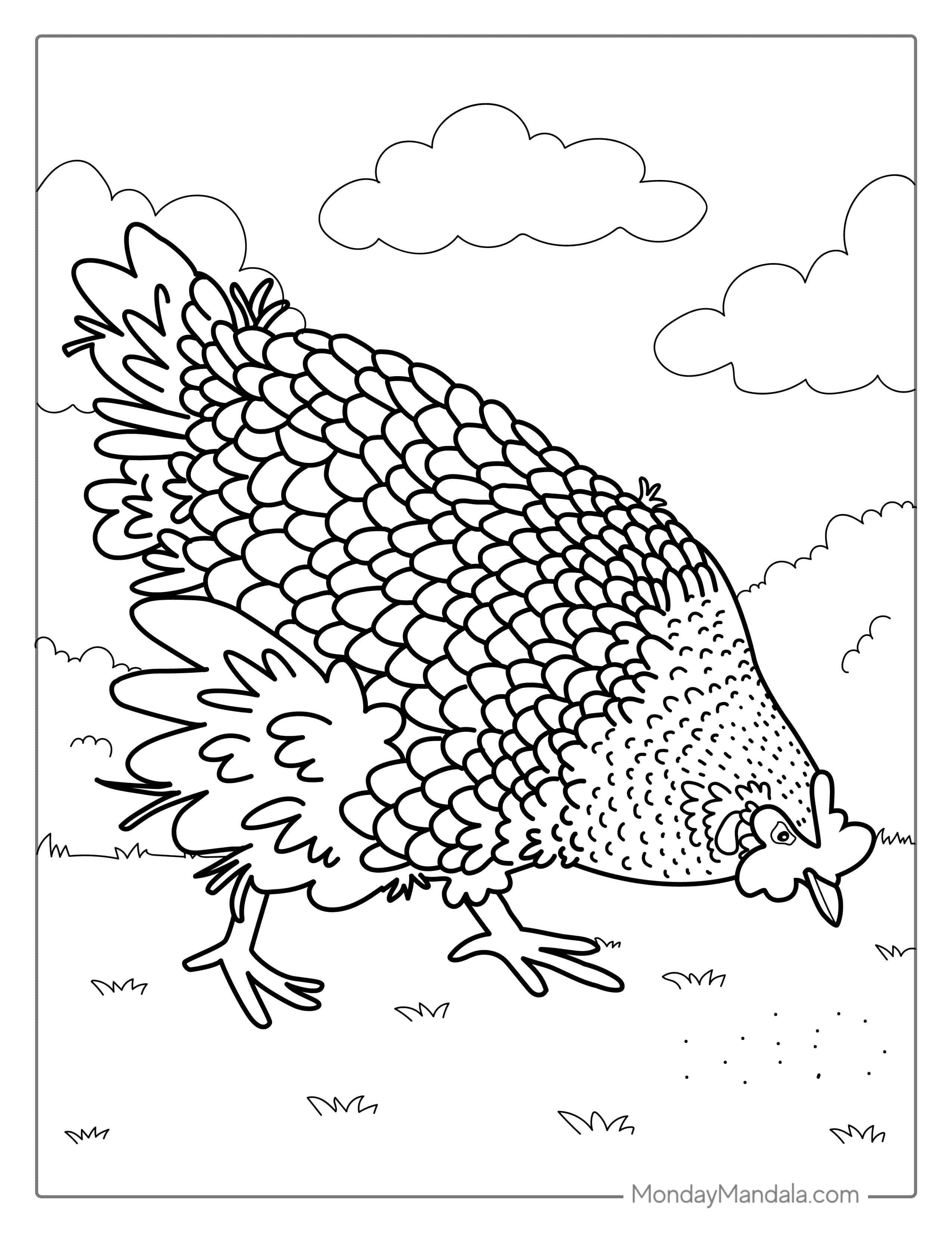Plymouth Rock Chicken Coloring Sheet coloring page