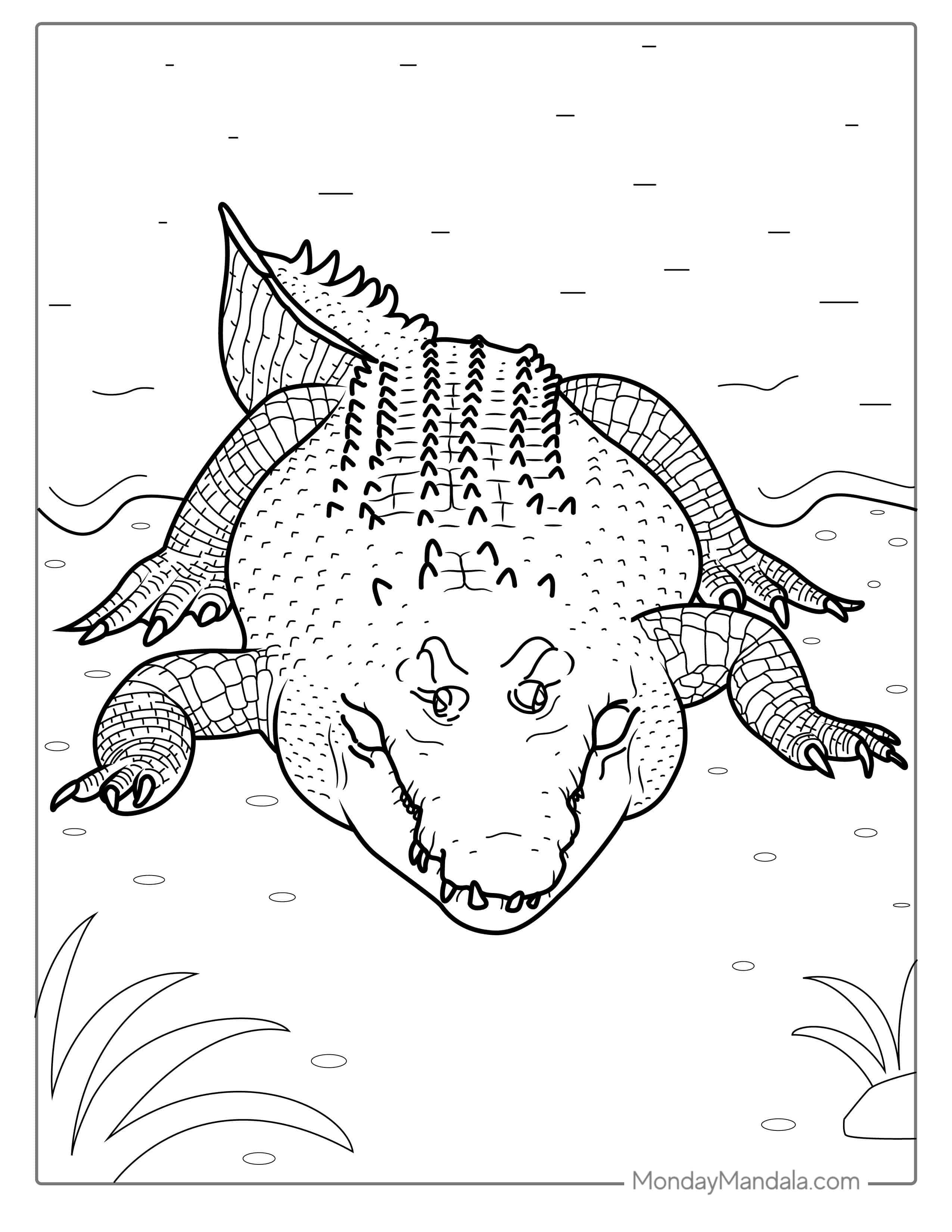 Australian Saltwater Crocodile Coloring Sheet coloring page