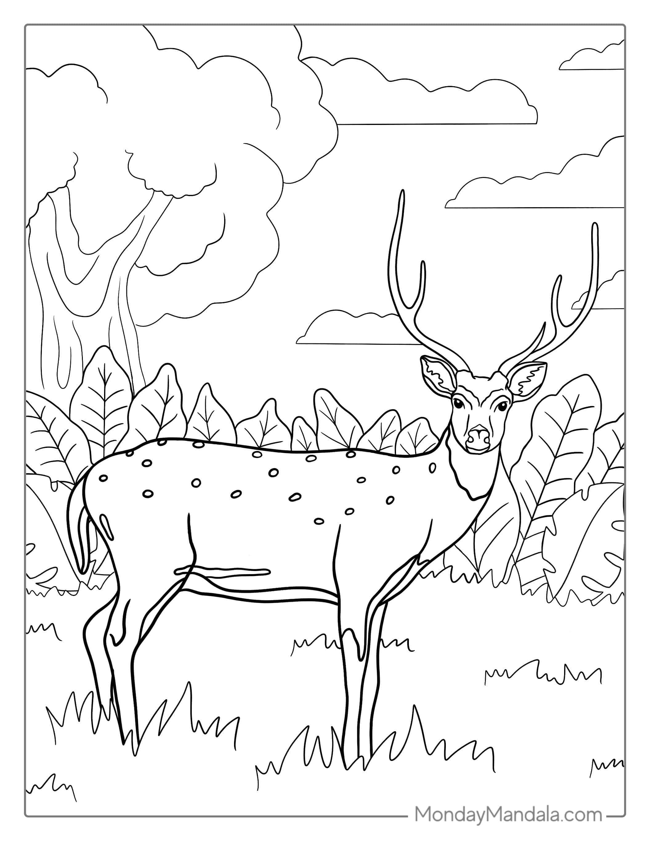 Buck Deer Coloring Page For Kids coloring page