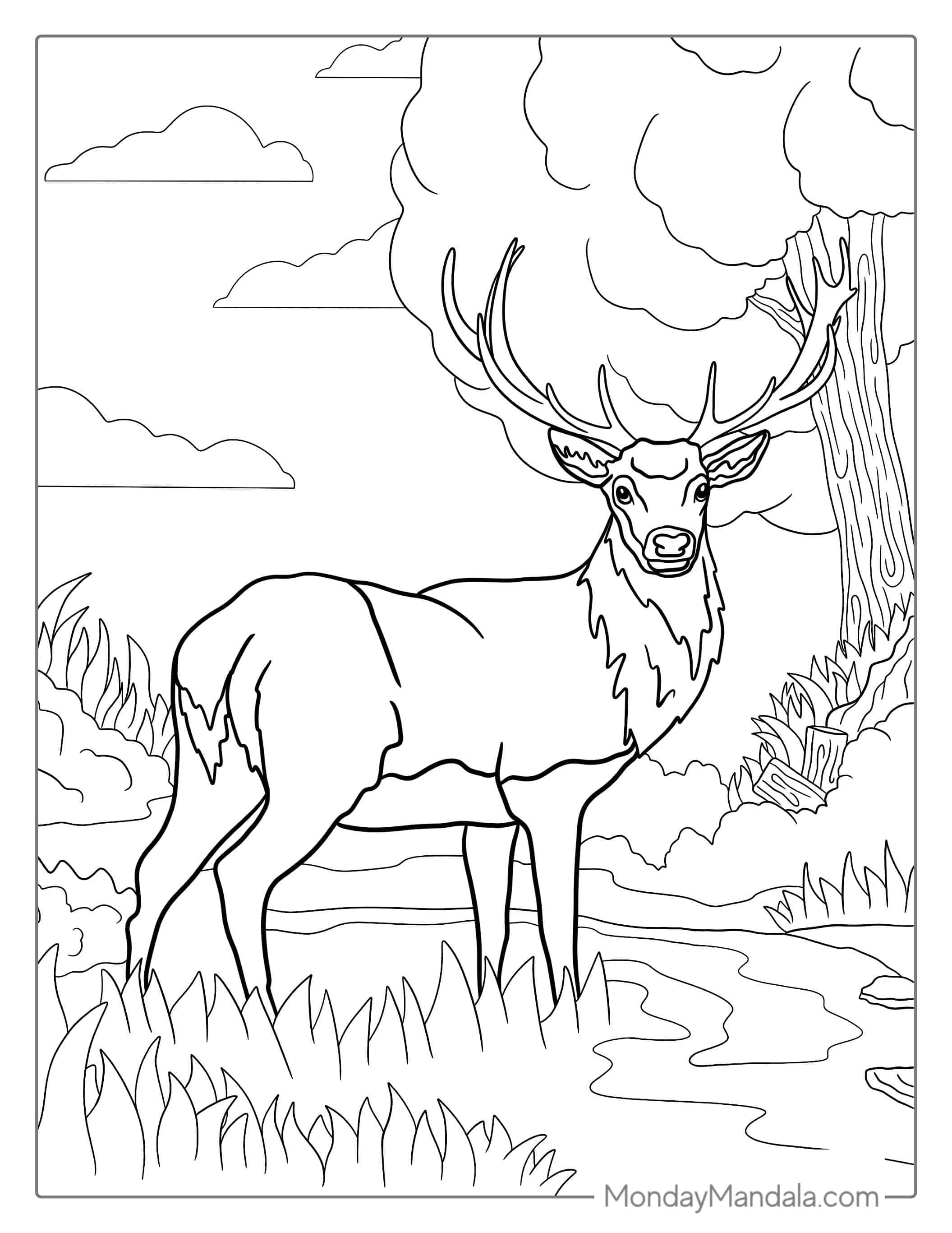 Coloring Sheet Of a White-Tailed Deer coloring page