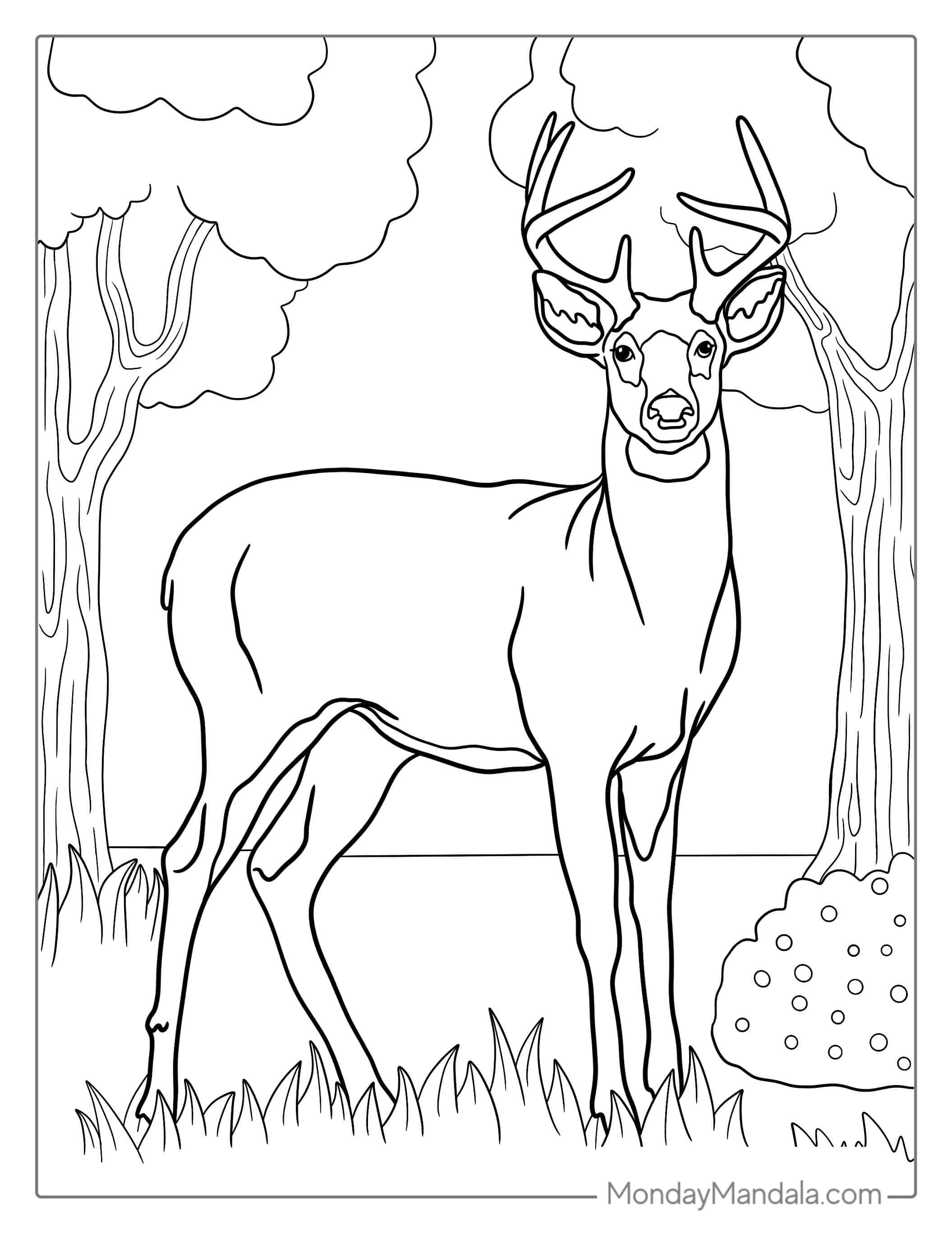 Mule Deer Coloring Page coloring page