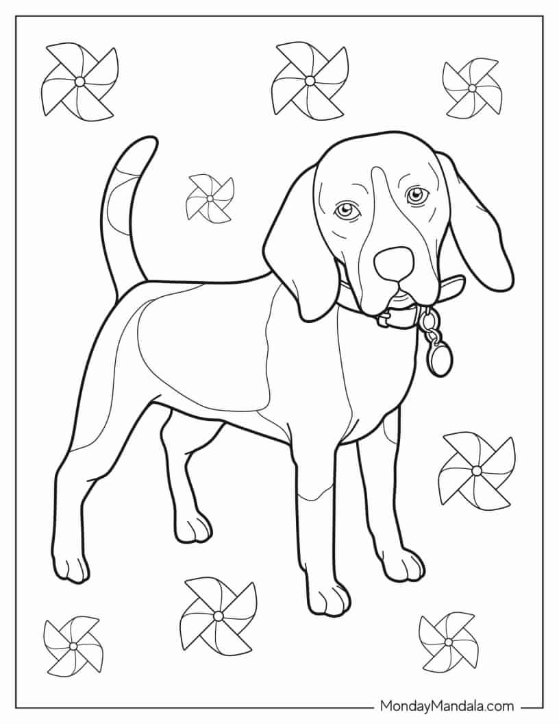 Adult Beagle With Collar And Tag coloring page