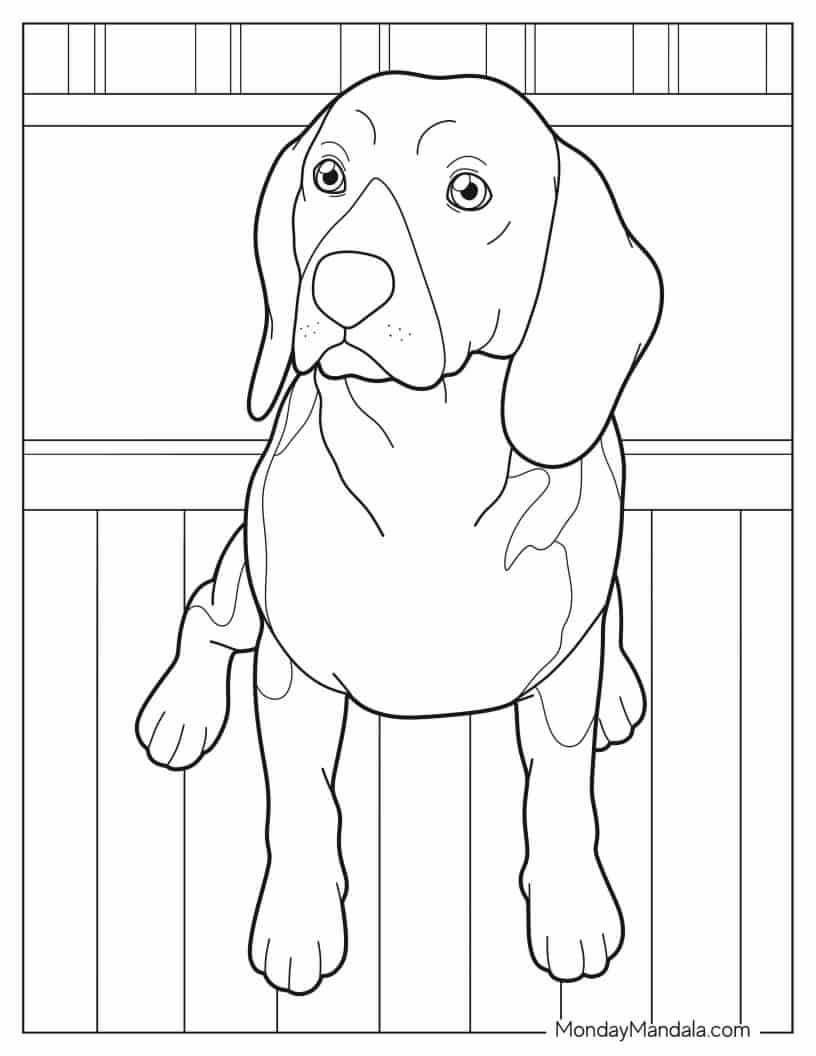 Alert Beagle Coloring Page coloring page