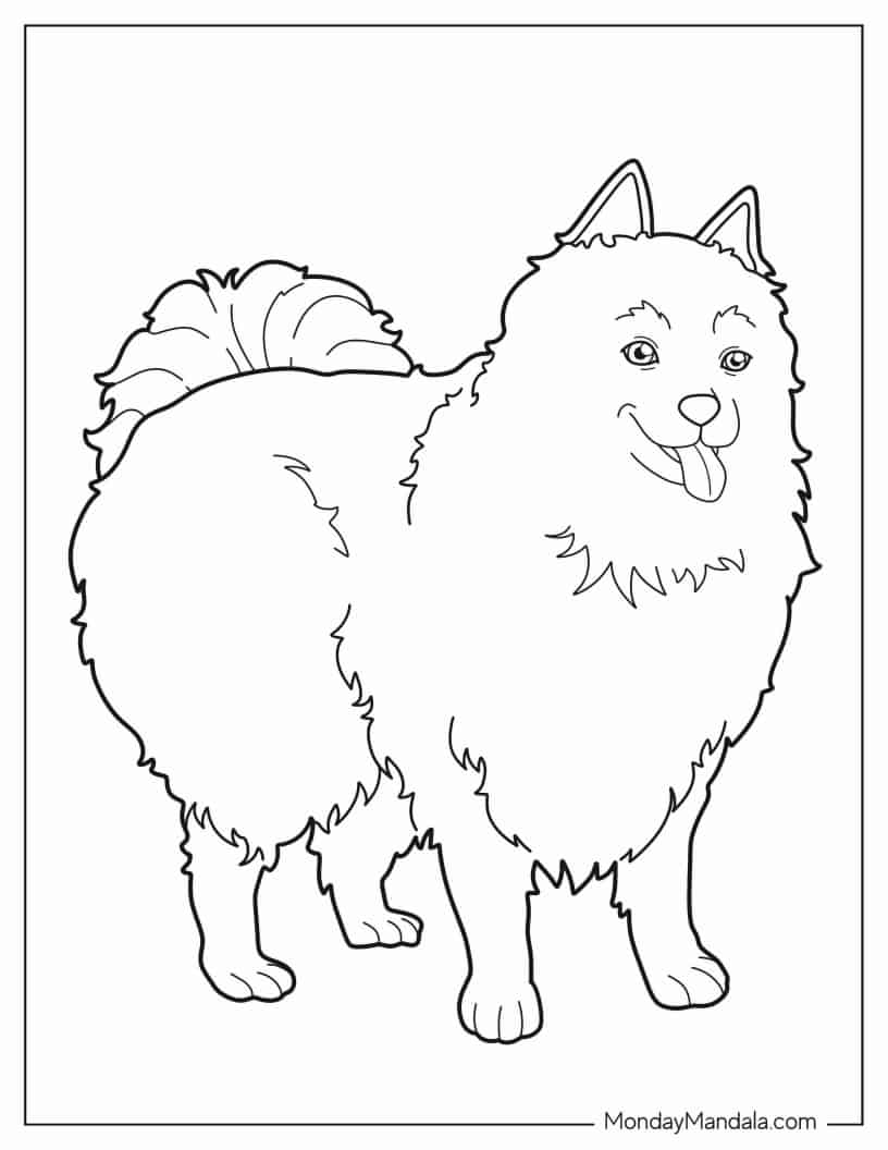 American Eskimo Dog To Color For Preschoolers coloring page — printable line art