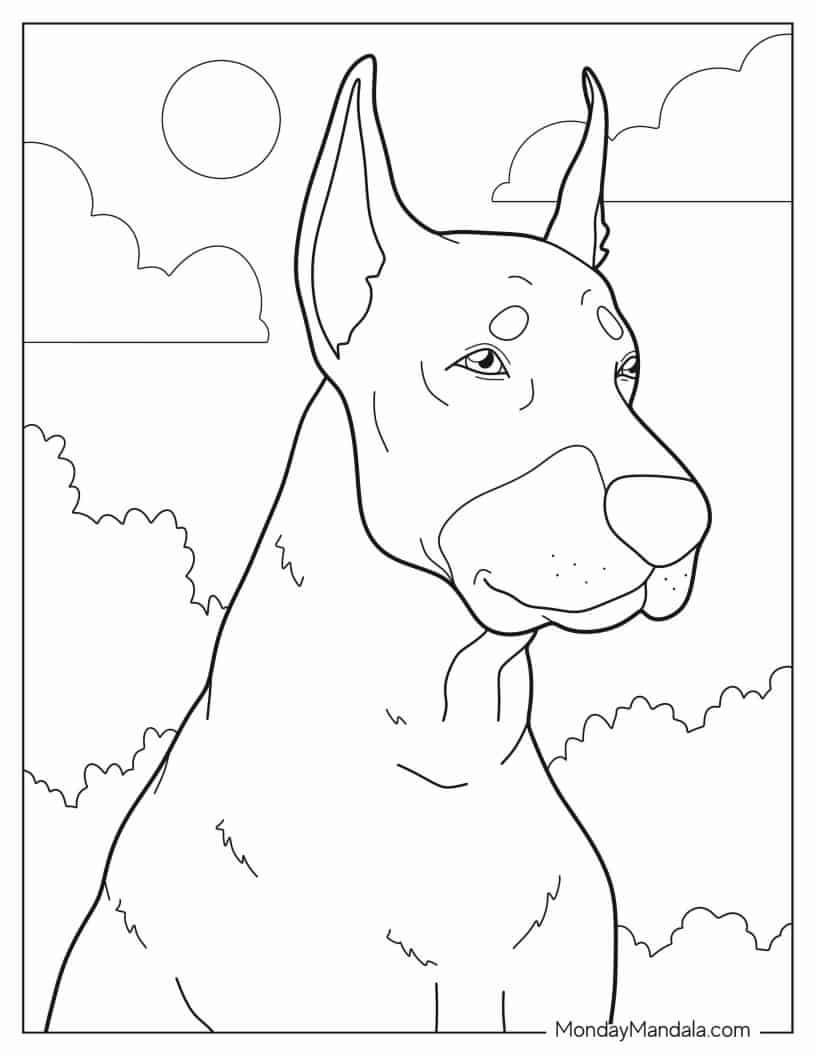 Close Up Of Alert Dobermann coloring page