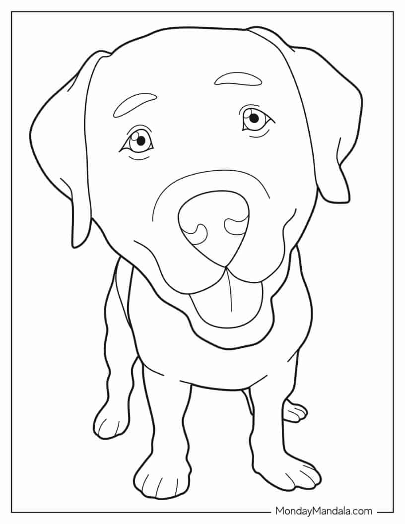 Close Up Of Dog Face Coloring Sheet coloring page — printable line art