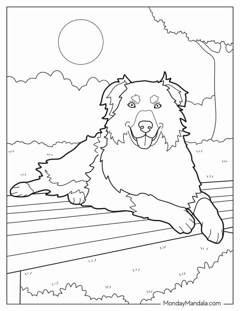 Coloring Page Of Realistic Australian Shepherd coloring page — printable line art