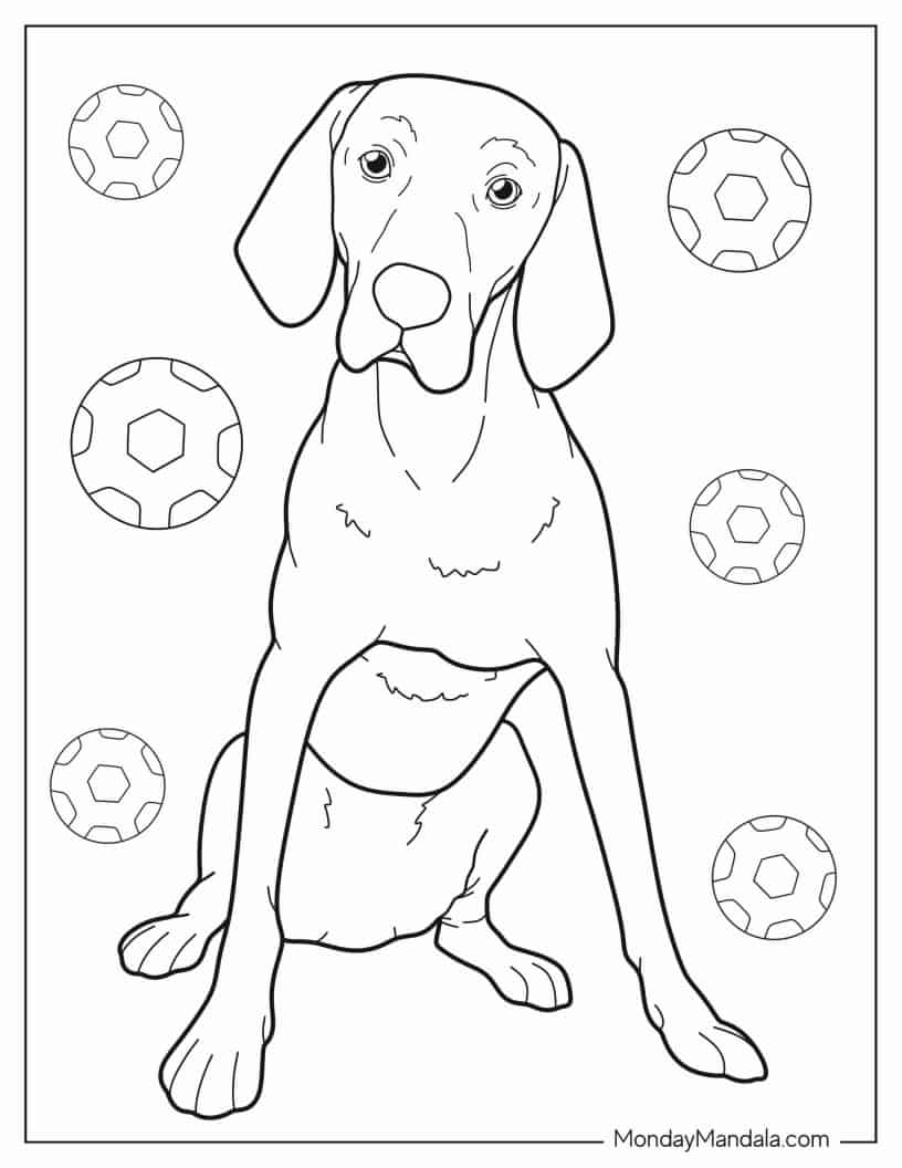 Coloring Page Of Vizsla Dog Sitting Down coloring page — printable line art