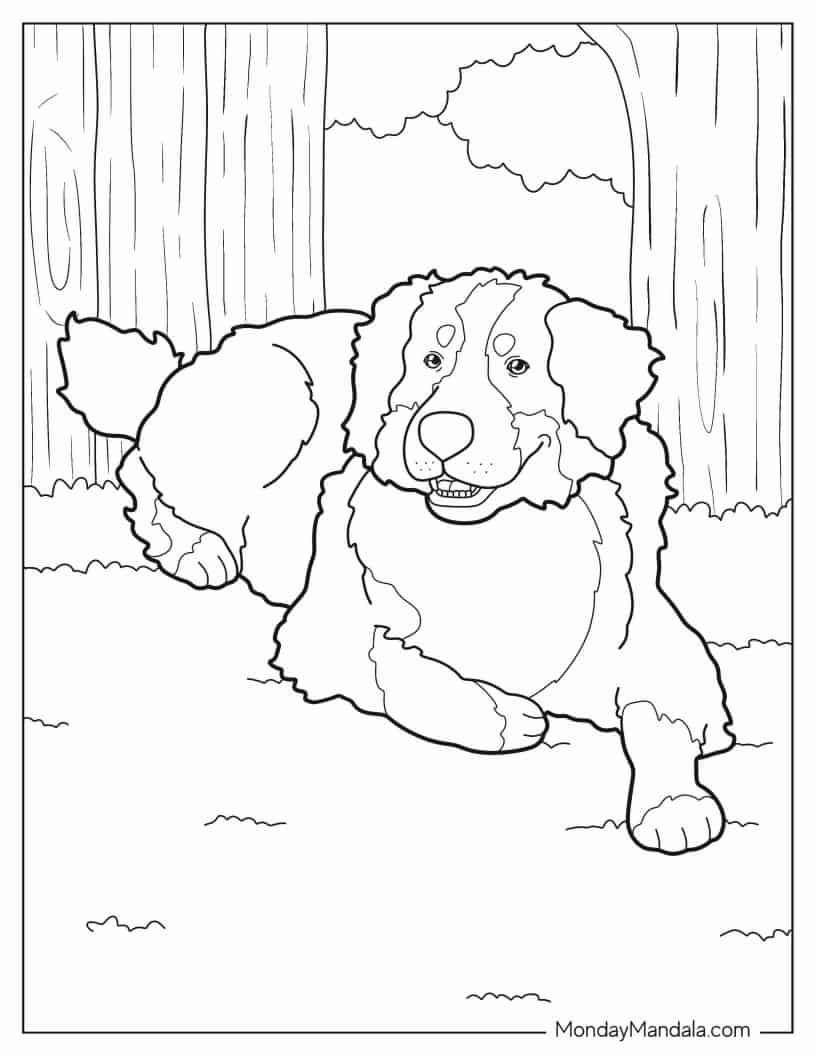 Coloring Sheet Of Bernese Mountain Dog Resting coloring page