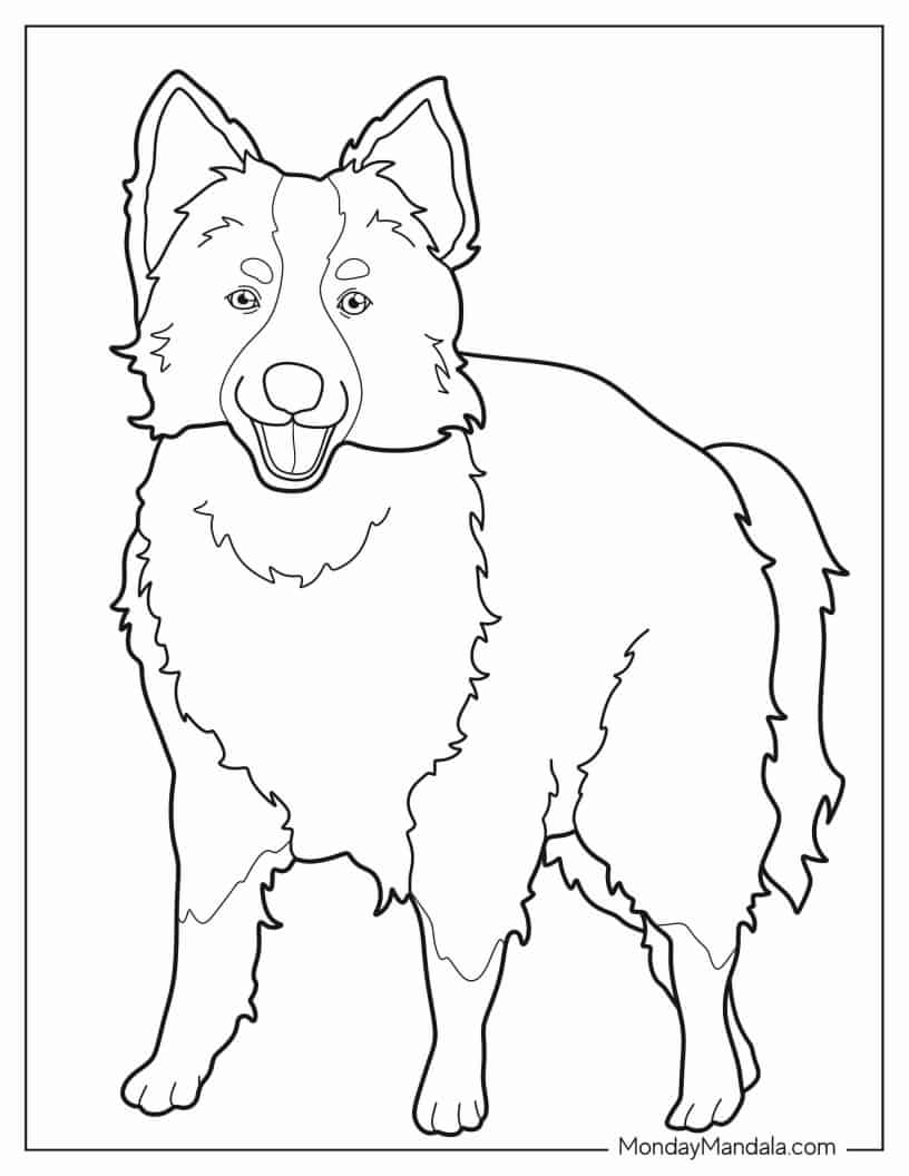 Coloring Sheet Of Border Collie Outline coloring page — printable line art