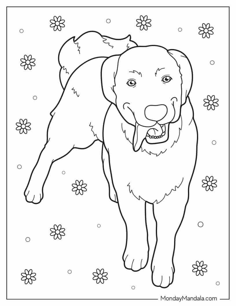Coloring Sheet Of Labrador Retriever With Tongue Out coloring page