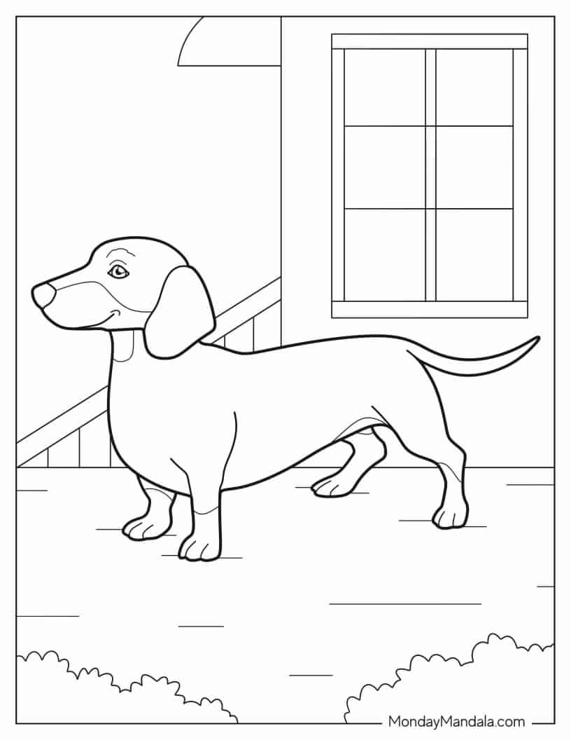 Dachshund Dog Outside Of House coloring page