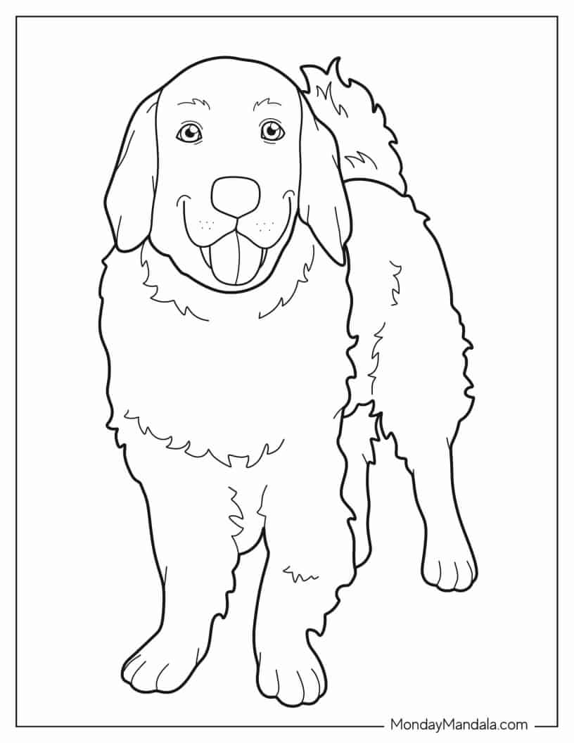 Easy Outline Of Labrador Retriever Coloring In coloring page
