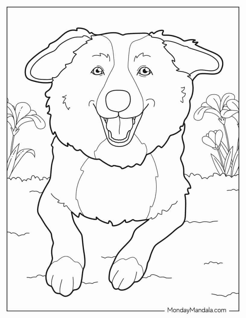 Nova Scotia Duck Tolling Retriever Dog coloring page