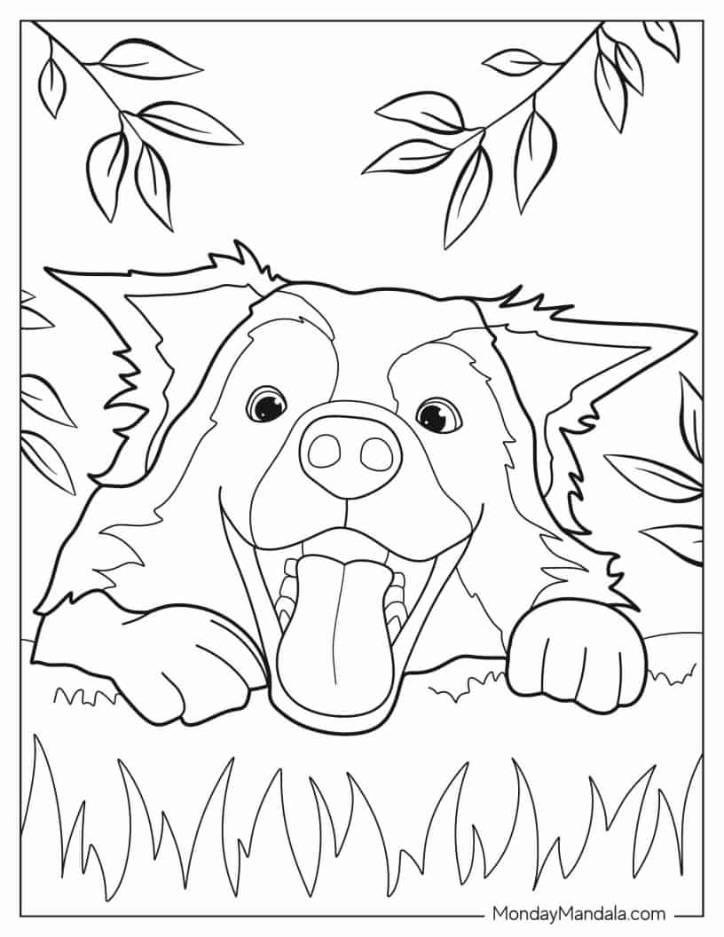 Playful Border Collie Puppy Face coloring page — printable line art