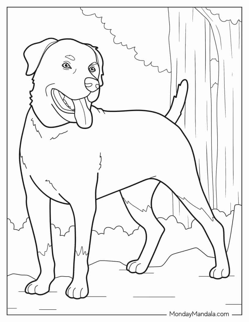 Rottweiler Dog Coloring Page coloring page — printable line art