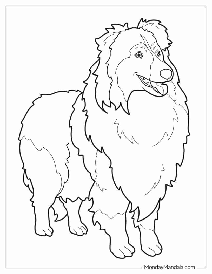 Sheltie Dog Outline For Coloring coloring page — printable line art