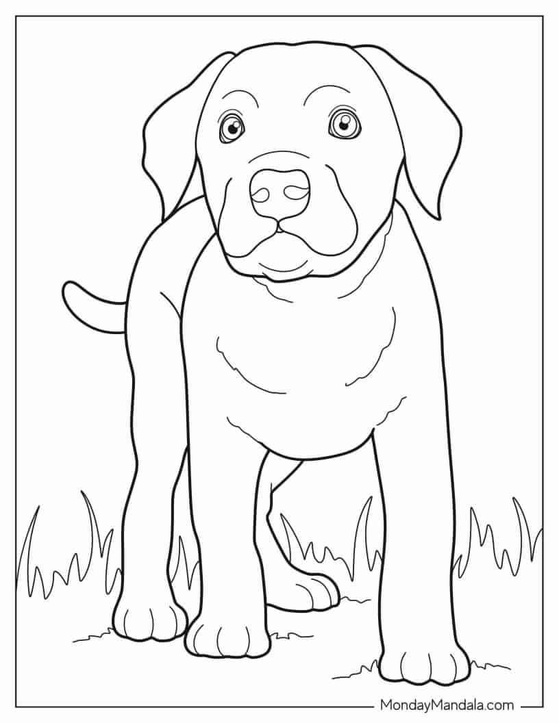 Simple Labrador Puppy On Grass To Color coloring page