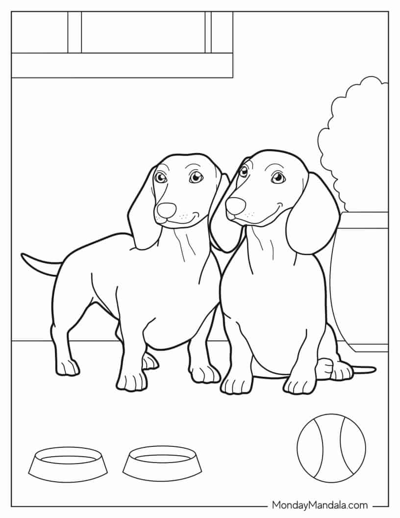 Two Dachshunds Posing For Picture coloring page