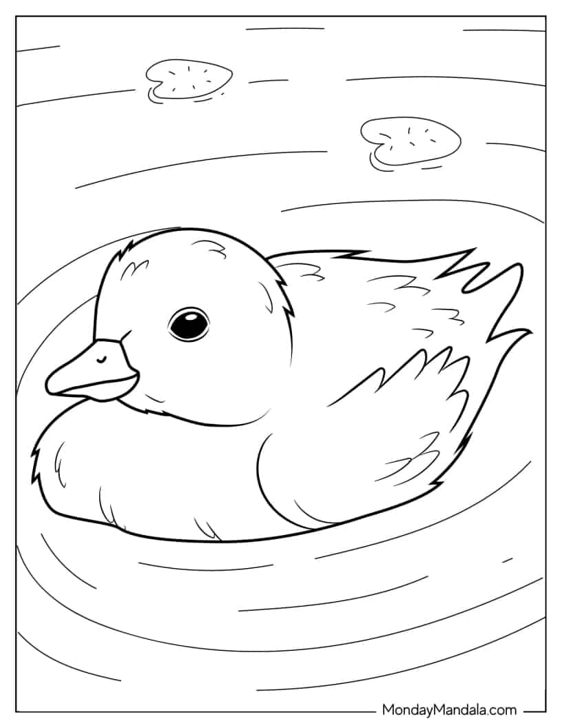 Adorable Duckling Floating In Pond coloring page