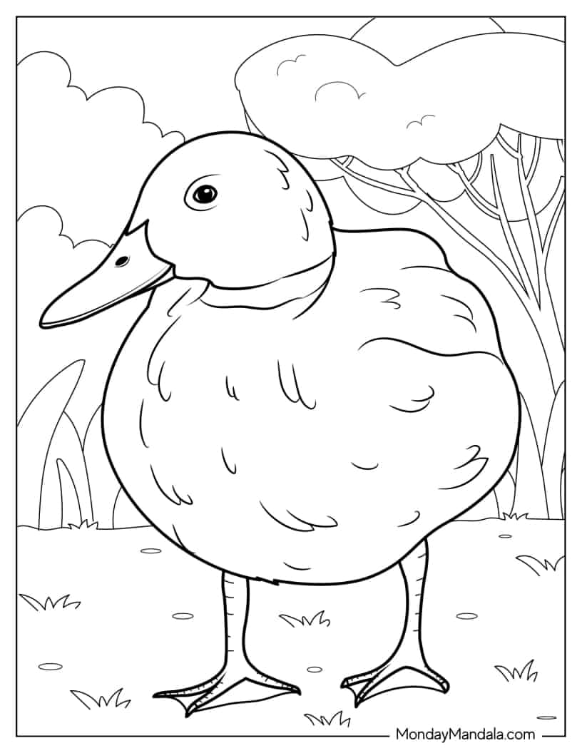 Northern Pintail Duck coloring page
