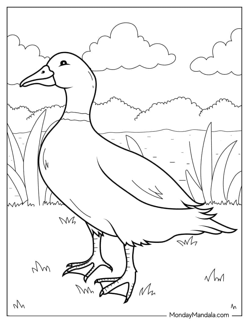 Realistic Coloring Page Of a Duck coloring page