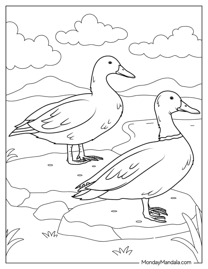 Two American Wigeon Ducks coloring page