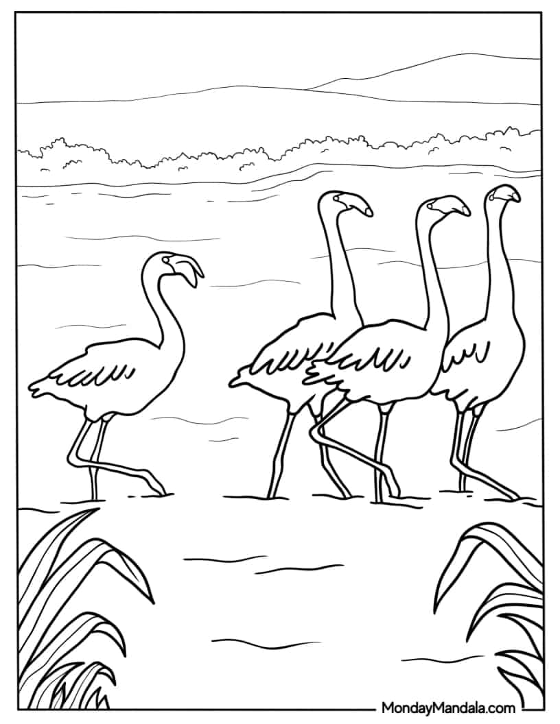 Flock Of Flamingos Walking In Water coloring page
