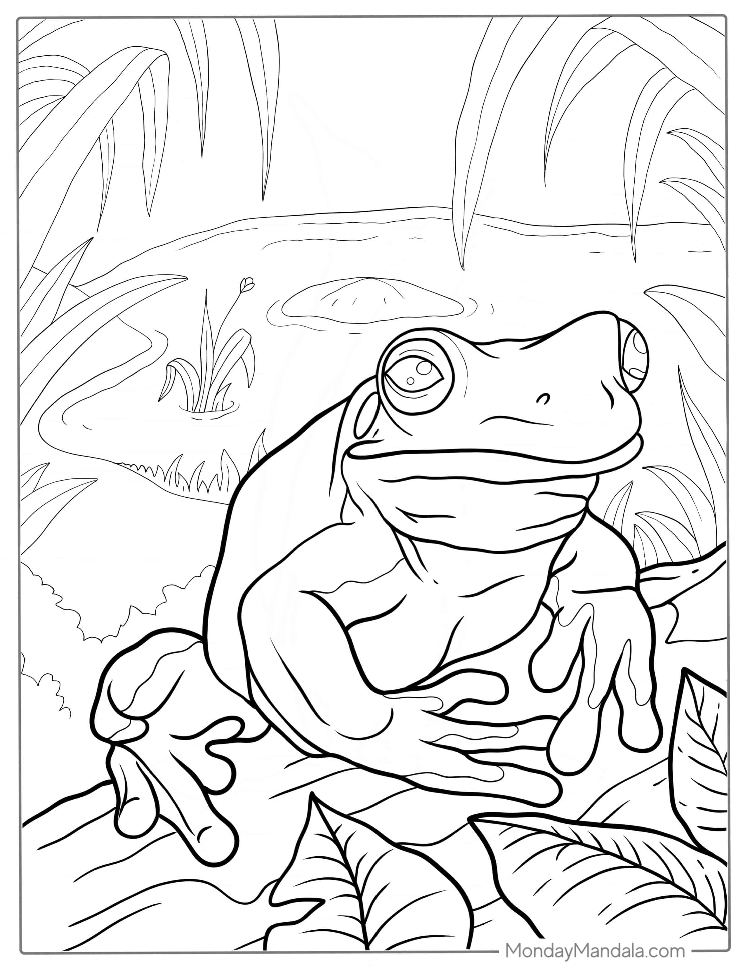 Australian Green Tree Frog coloring page — printable line art
