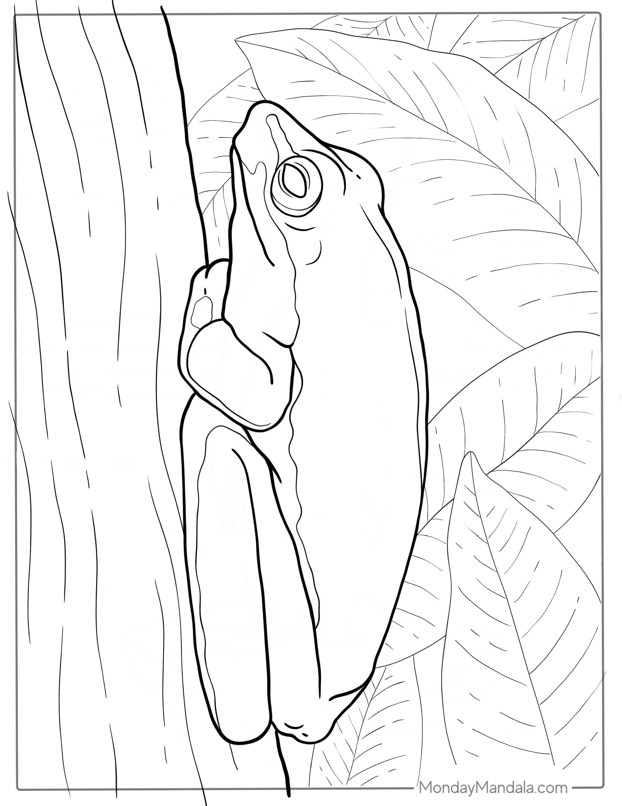Green Tree Frog On Tree To Color coloring page