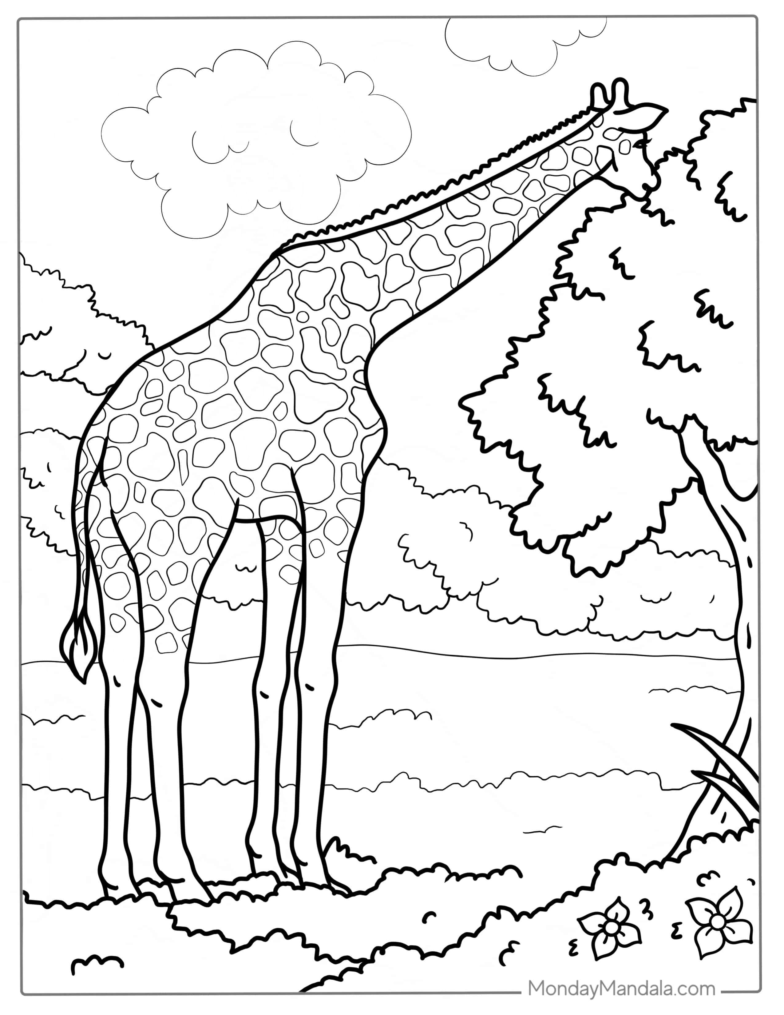 Adult Giraffe Eating From Tree To Color coloring page — printable line art