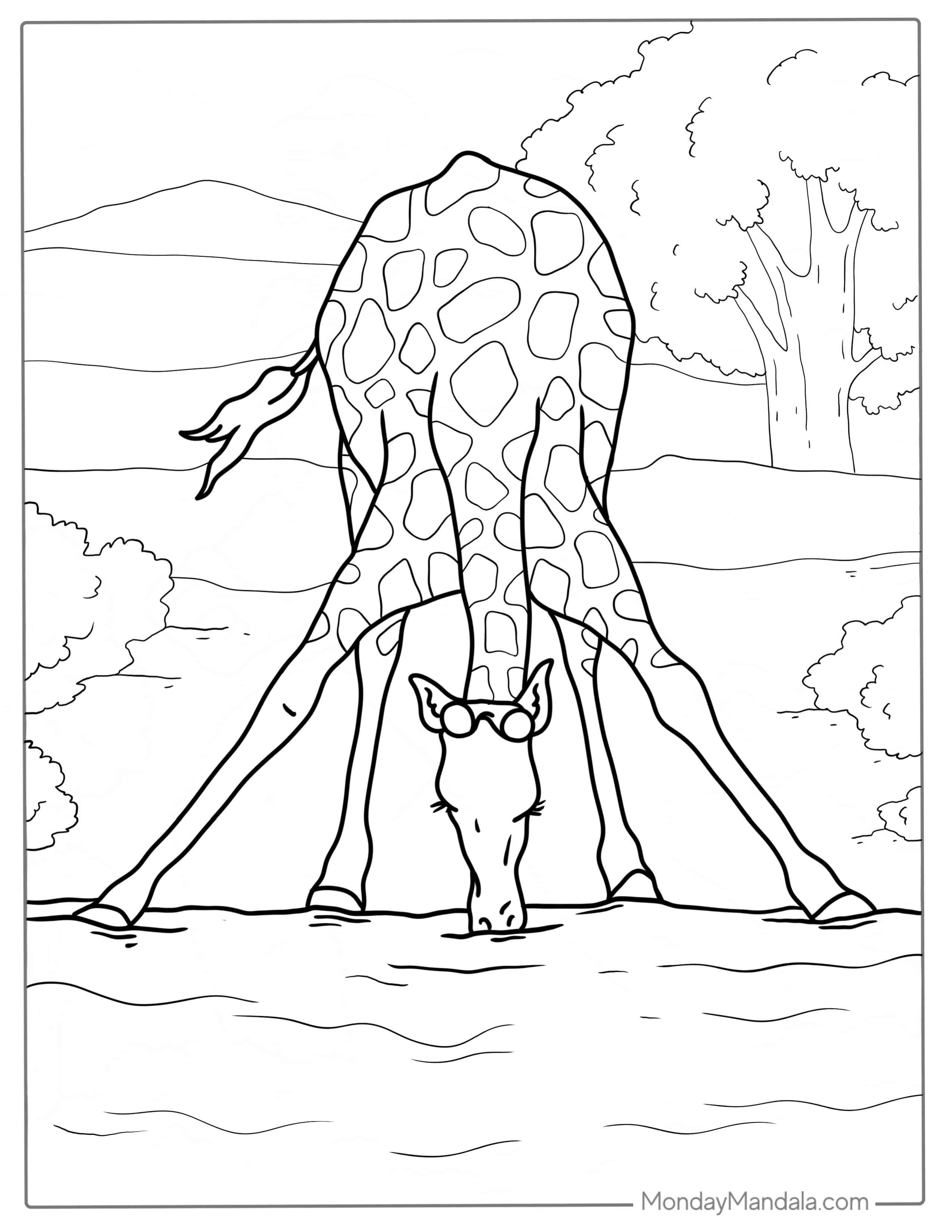 Giraffe Drinking From Watering Hole To Color coloring page