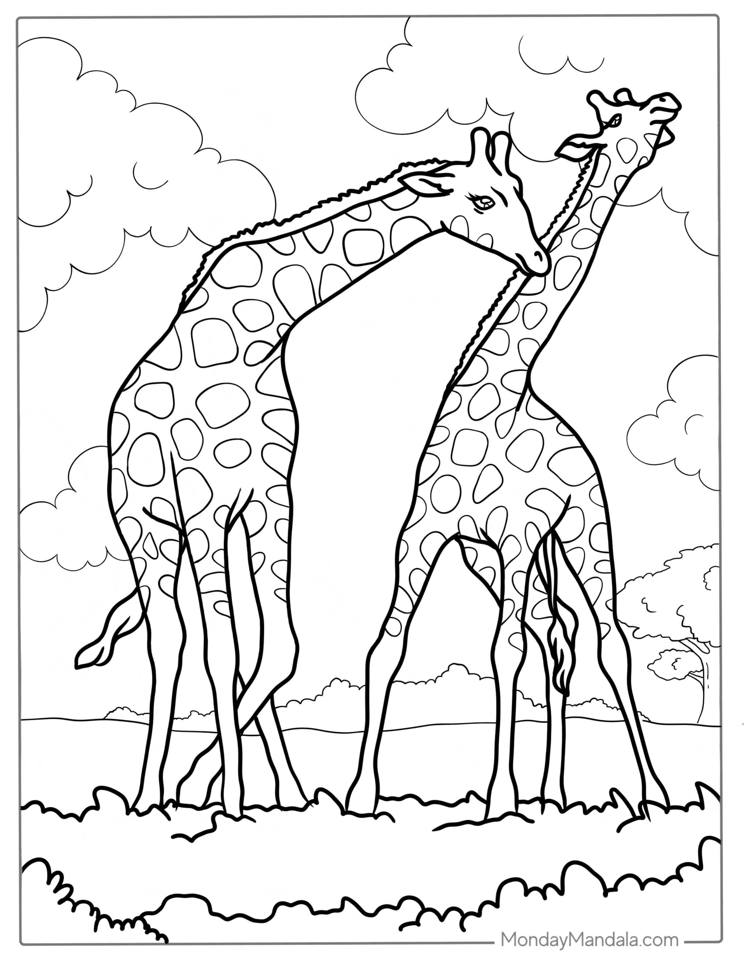 Two Adult Giraffes In The Savannah Woodlands coloring page — printable line art
