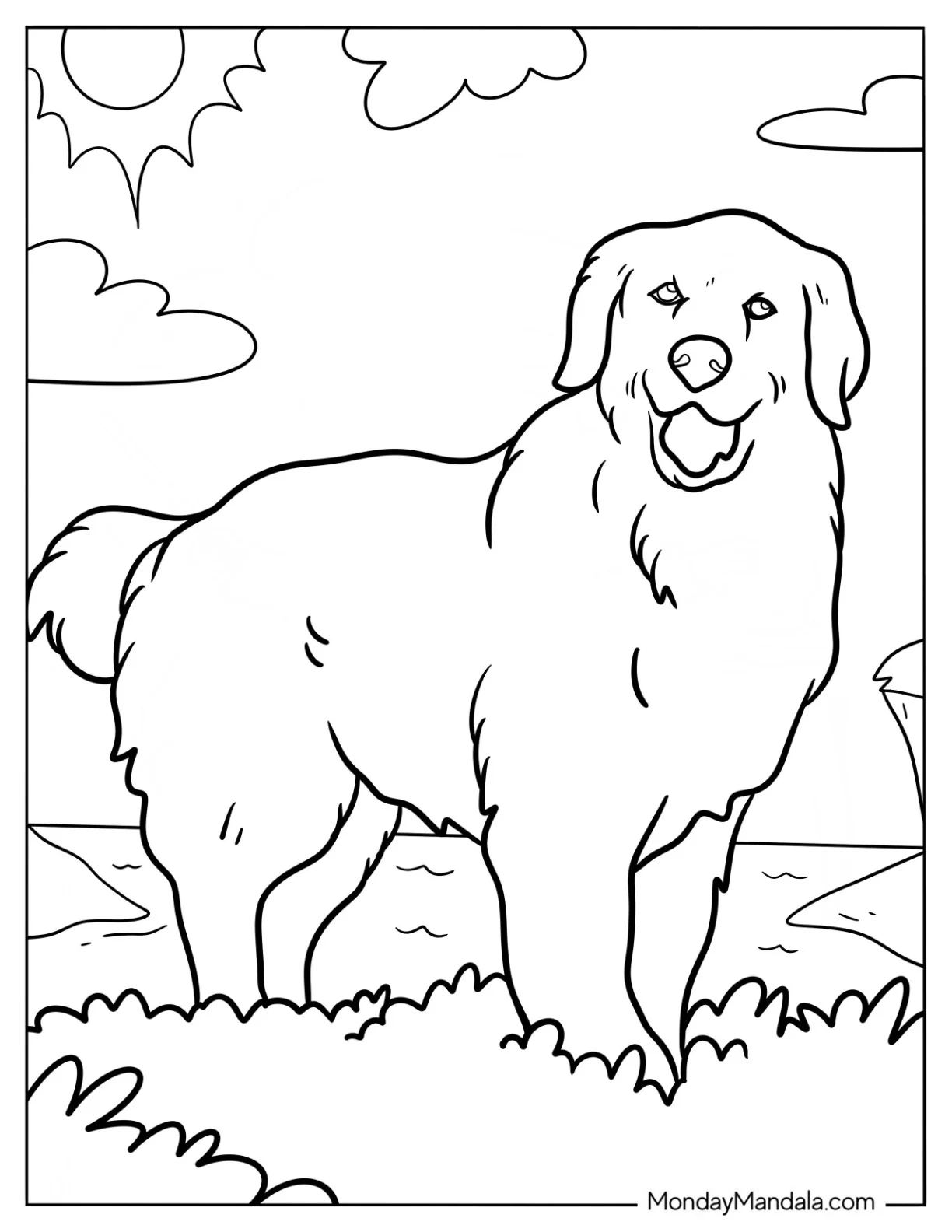 Fluffy Golden Retriever Coloring Page On The Grass coloring page — printable line art