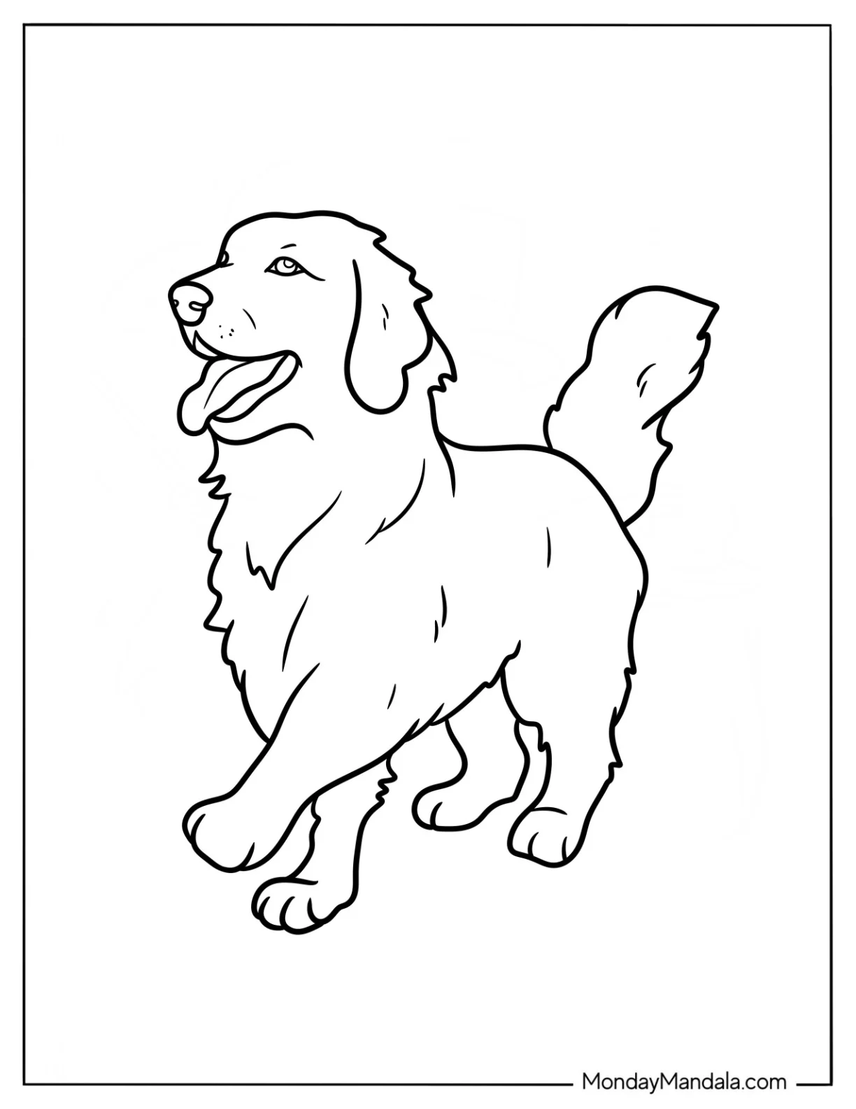 Large Golden Retriever Coloring Page Walking Coloring Sheet coloring page
