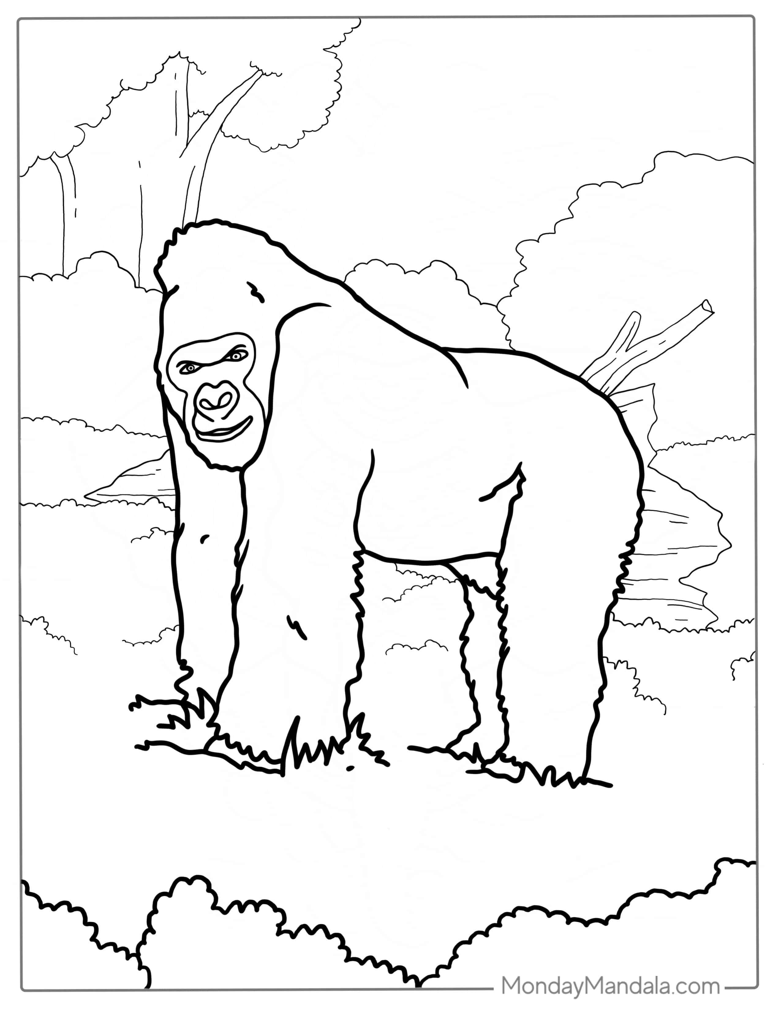 Silverback Gorilla Coloring Sheet coloring page — printable line art