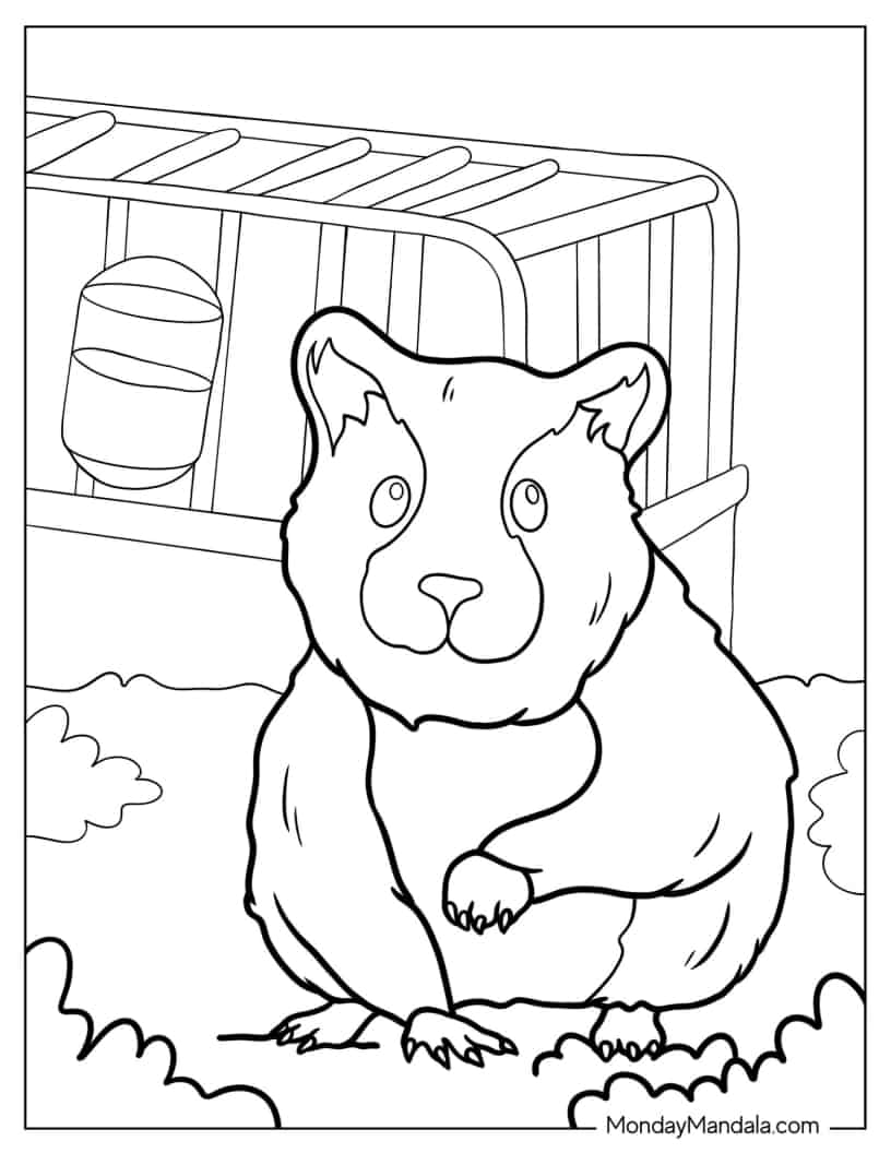 Realistic Hamster Outside Of Cage coloring page