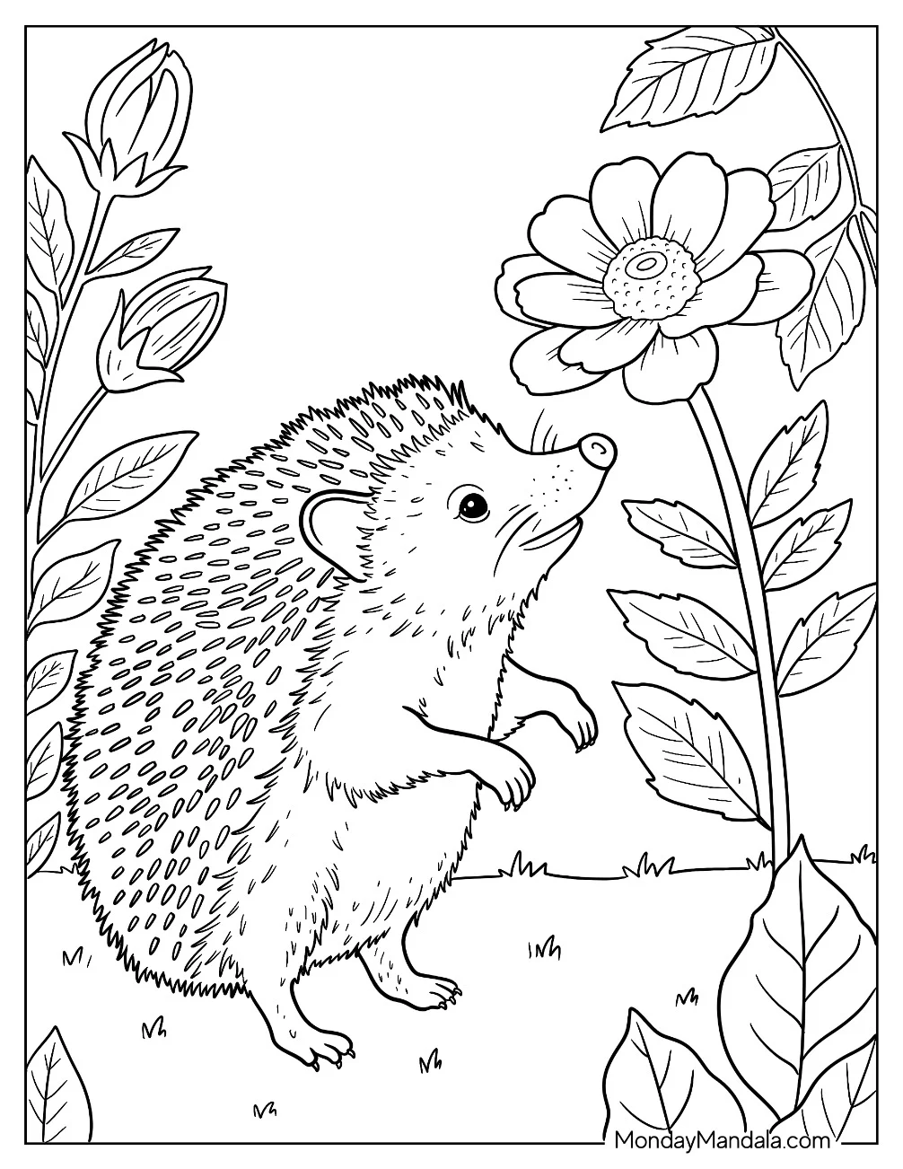 Realistic Hedgehog Coloring Page Sniffing Flowers coloring page