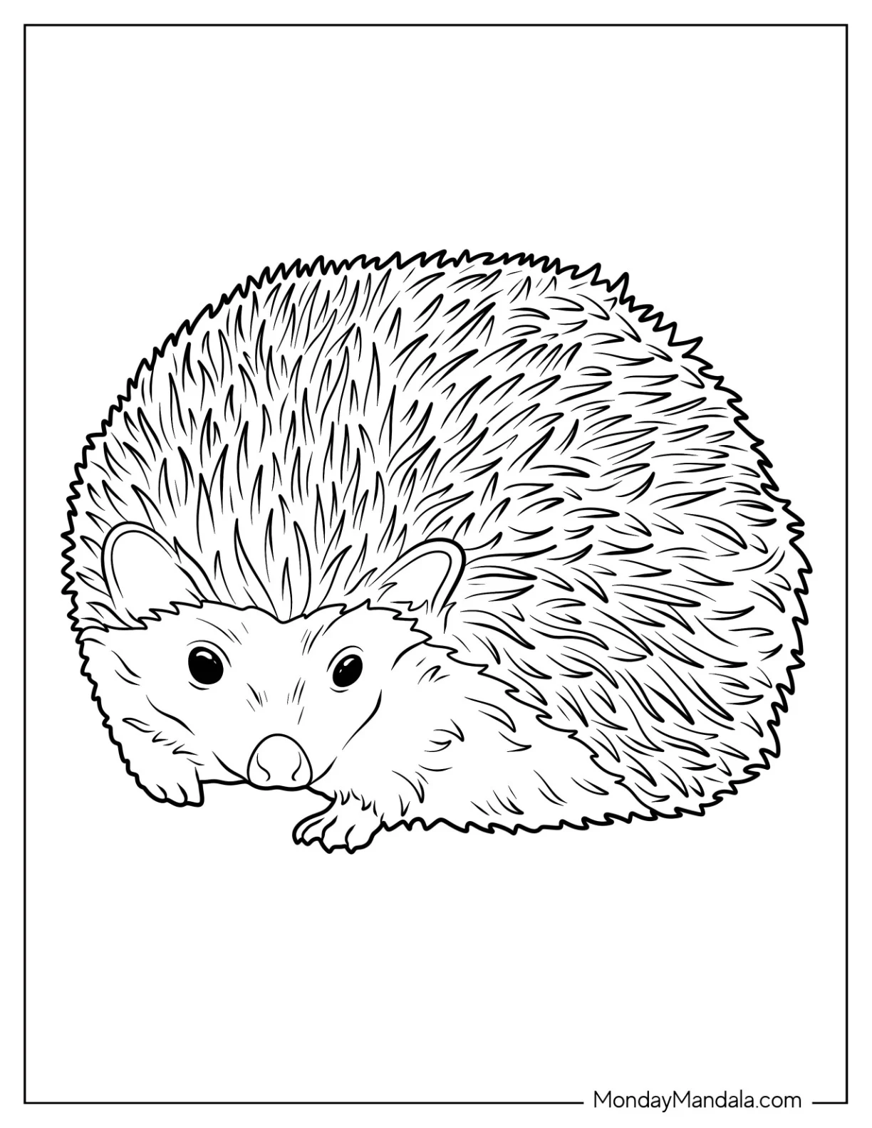 Realistic Hedgehog Coloring Page coloring page