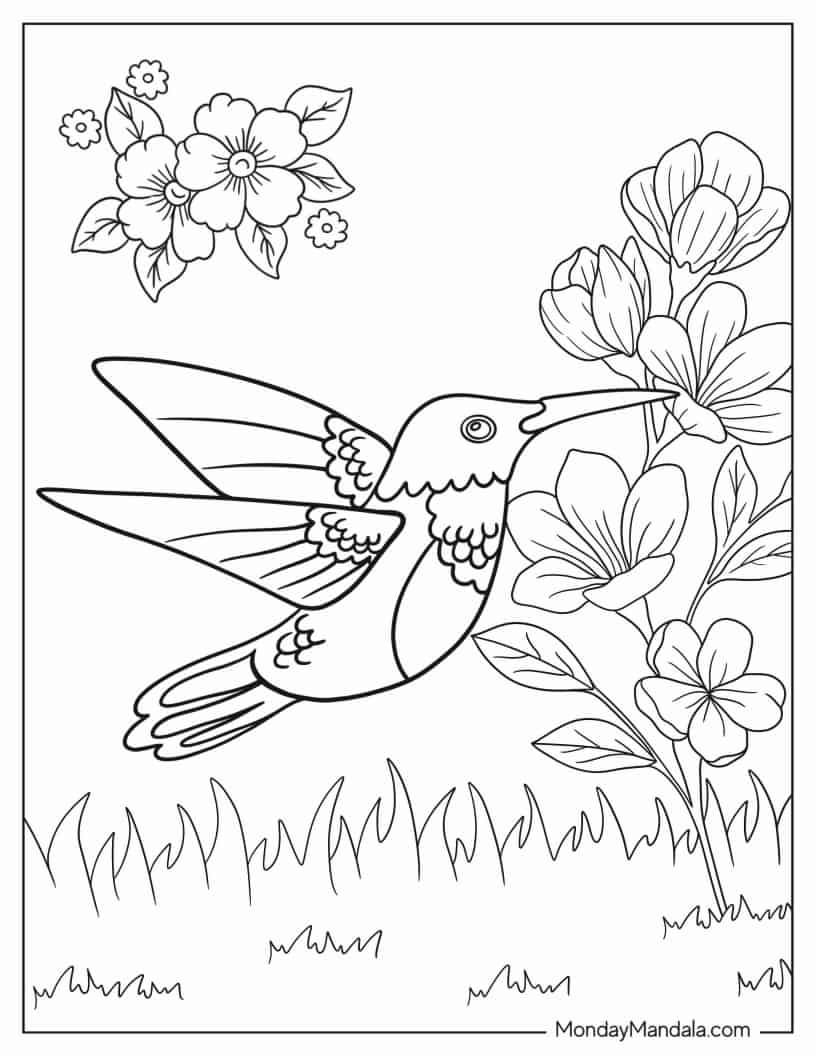 Easy Hummingbird For Preschoolers To Color coloring page