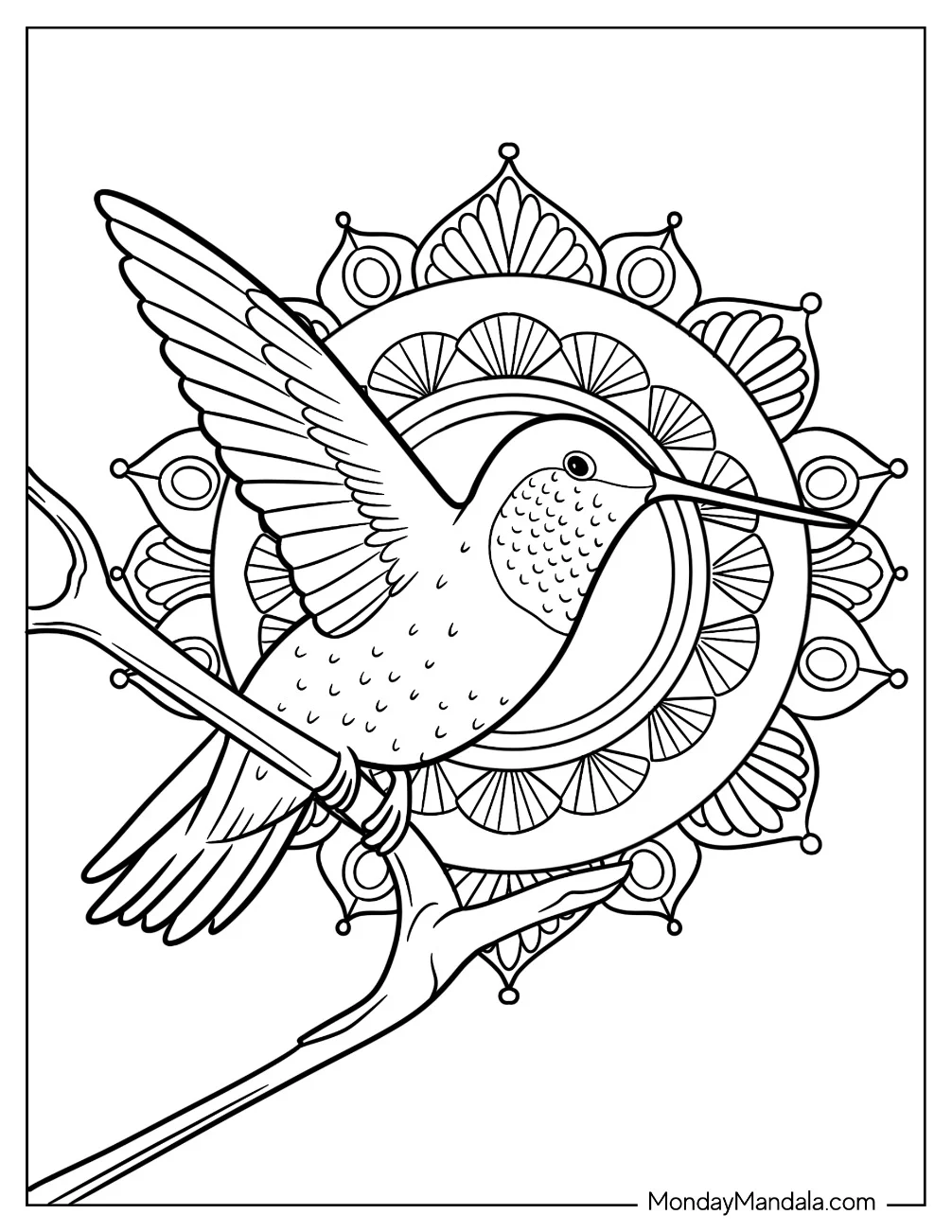 Hummingbird Coloring Page Perched On A Branch Mandala For Kids coloring page — printable line art