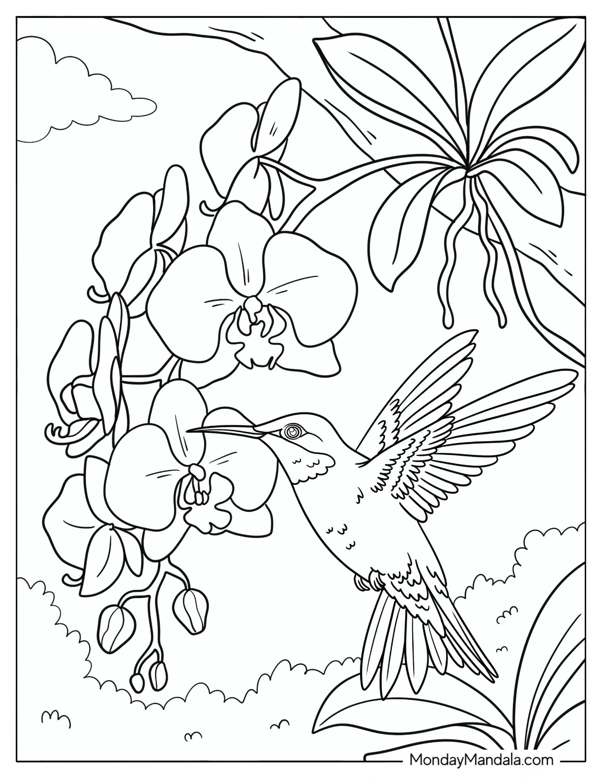 Hummingbird Feeding on Orchid Flowers Coloring Sheet coloring page — printable line art